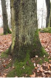 Photo Textures of Tree Bark